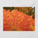Search for orange red postcards Fall