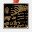 Search for foot christmas tree decorations Anatomy