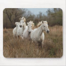 Search for wild stallion mousepads Adam jones