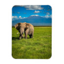 Search for africa magnets Mt kilimanjaro