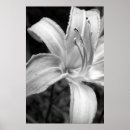 Search for white lilly posters Lily