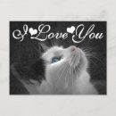 Search for i love cats postcards Black and white cat