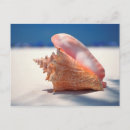 Search for two shells postcards Beach