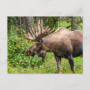 Search for kenai postcards Wildlife