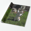 Search for pet wrapping paper Photography