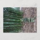 Search for quiet postcards Outdoors