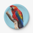Search for parrot plates Bird