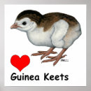 Search for guineas posters Poultry