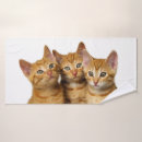 Search for friend of ginger Cat