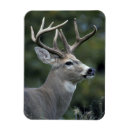 Search for wolf rectangular magnets Wildlife
