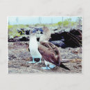 Search for galapagos islands postcards Blue