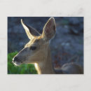 Search for whitetail deer postcards Nature