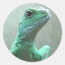 Search for dragon stickers Pet