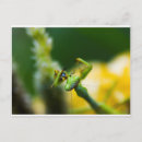 Search for mantis postcards Green