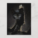Search for concept photography Kitten