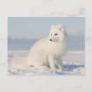 Search for environments postcards White