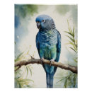 Search for budgies posters Parrot