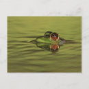 Search for swims postcards Wildlife
