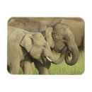 Search for indians magnets Asia