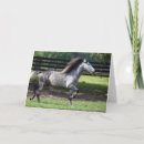 Search for dapple grey cards Stallion