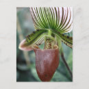 Search for lady slipper orchid postcards Flower