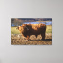 Search for highland cattle canvas prints Farm