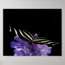 Search for zebra longwing posters Animal