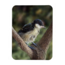 Search for major magnets Wildlife