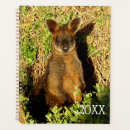 Search for wallaby Marsupial