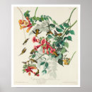 Search for ruby throated posters Birds