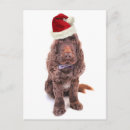 Search for cocker photography Pets