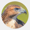 Search for red tailed hawk stickers Nature