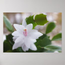 Search for christmas cactus posters Floral photography
