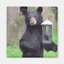 Search for black bear magnets Animal