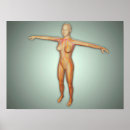 Search for female anatomy posters Arms outstretched