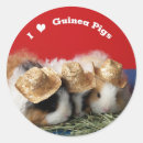 Search for guinea pig stickers Cavies