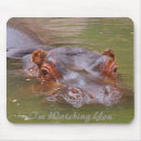 Search for hippos photography Animal