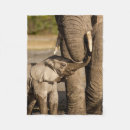 Search for calf blankets Tanzania