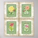 Search for butterfly iris posters Butterflies