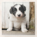 Search for border collie coasters Puppy