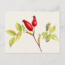Search for fruit painting postcards Berries