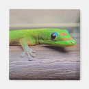 Search for gecko magnets Hawaii