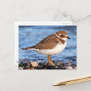 Search for plover postcards Beach