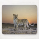 Search for panthera electronics Outdoors