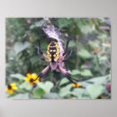 Search for spiders posters Flowers