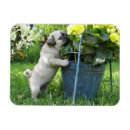 Search for mopping magnets Animals