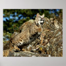 Search for pouncing Nature