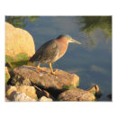 Search for bird hunt art Water