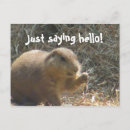 Search for prairie postcards Dog