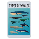 Search for mammals magnets Orca